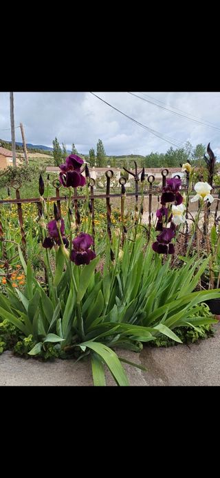 Iris Germánica. Perenne.