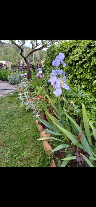 Iris Germánica. Perenne.