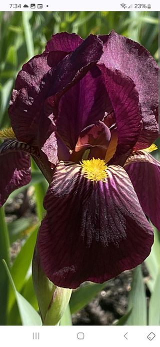 Iris Germánica. Perenne.
