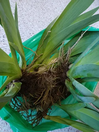 Iris Germánica. Red Orchid