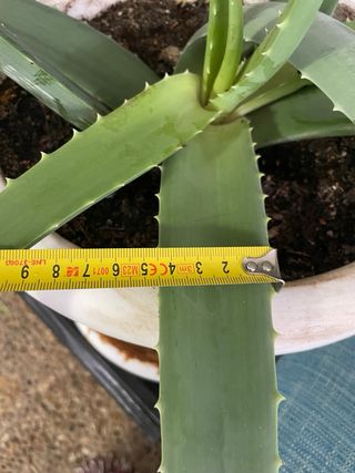 Planta aloe vera