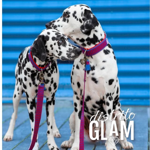 Collar para mascota tela 