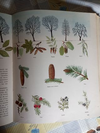 Diccionario infantil ilustrado 1970