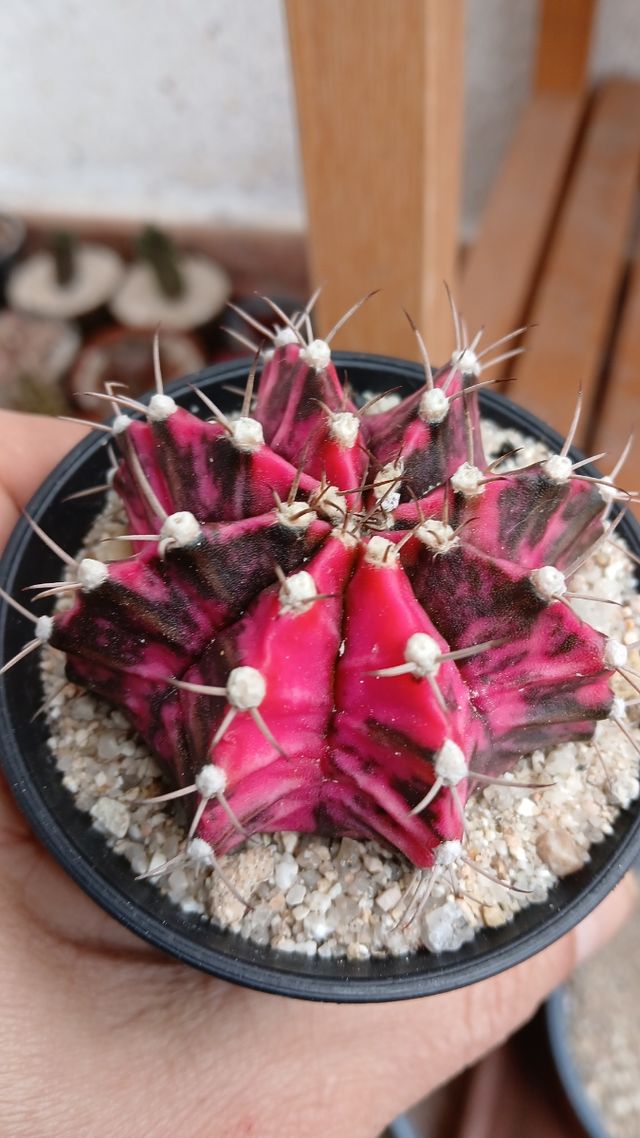 Gymnocalycium mihanovichii Variegado