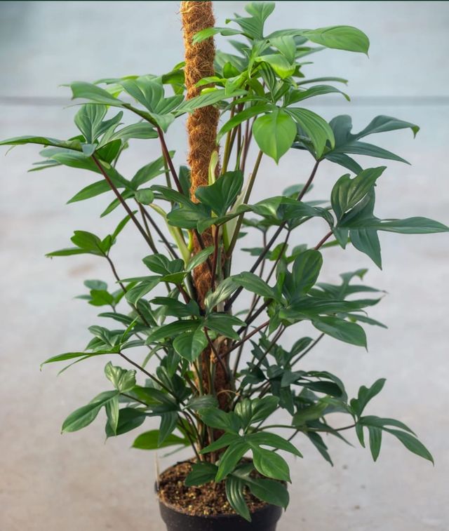 Philodendro Pedatum XXL