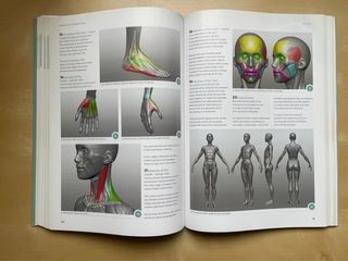 Anatomy for 3D Artists