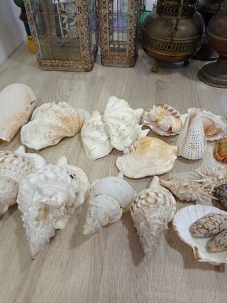 LOTE CONCHAS CARACOLAS DE MAR