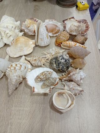 LOTE CONCHAS CARACOLAS DE MAR