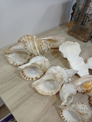 LOTE CONCHAS CARACOLAS DE MAR