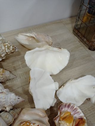 LOTE CONCHAS CARACOLAS DE MAR