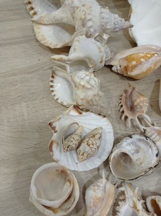 LOTE CONCHAS CARACOLAS DE MAR