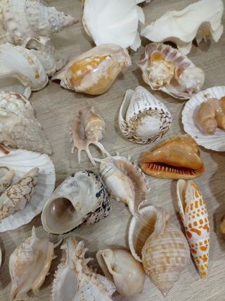 LOTE CONCHAS CARACOLAS DE MAR