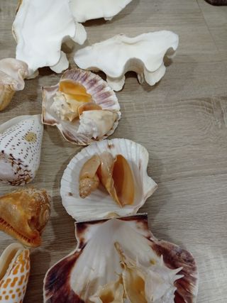 LOTE CONCHAS CARACOLAS DE MAR