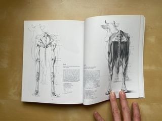 Escuela de dibujo de anatomía: humana y animal