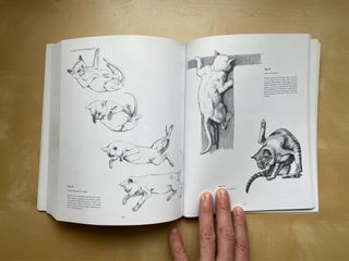 Escuela de dibujo de anatomía: humana y animal