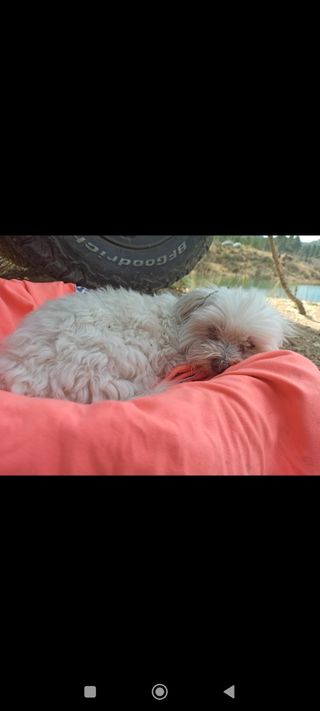 Cuidadora de perros-mascotas