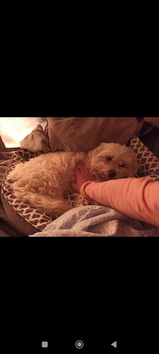 Cuidadora de perros-mascotas