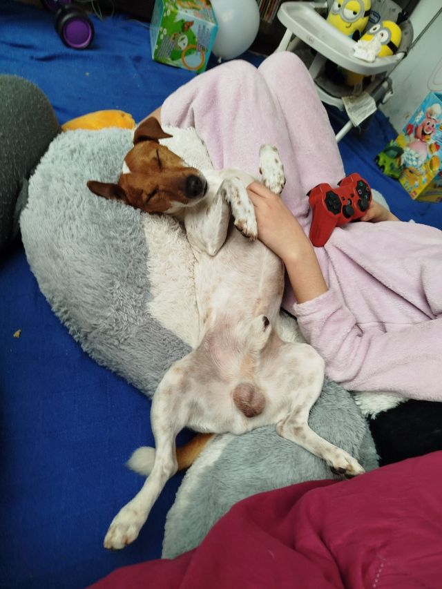 Cuidadora de perros-mascotas 