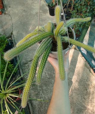 Cactus colgante
