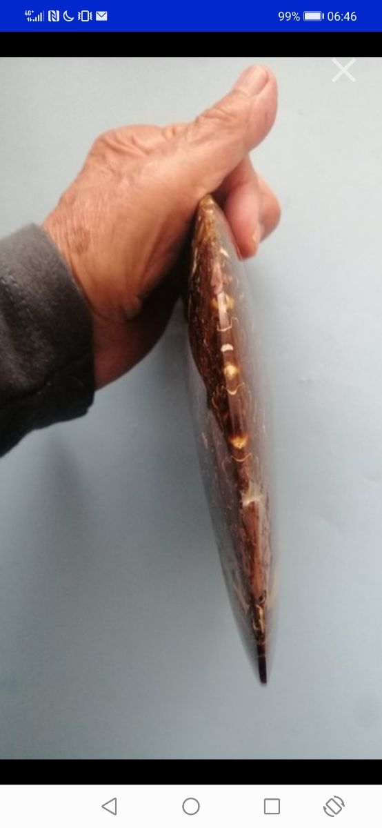 Rara Ammonite Placenticeras meeki