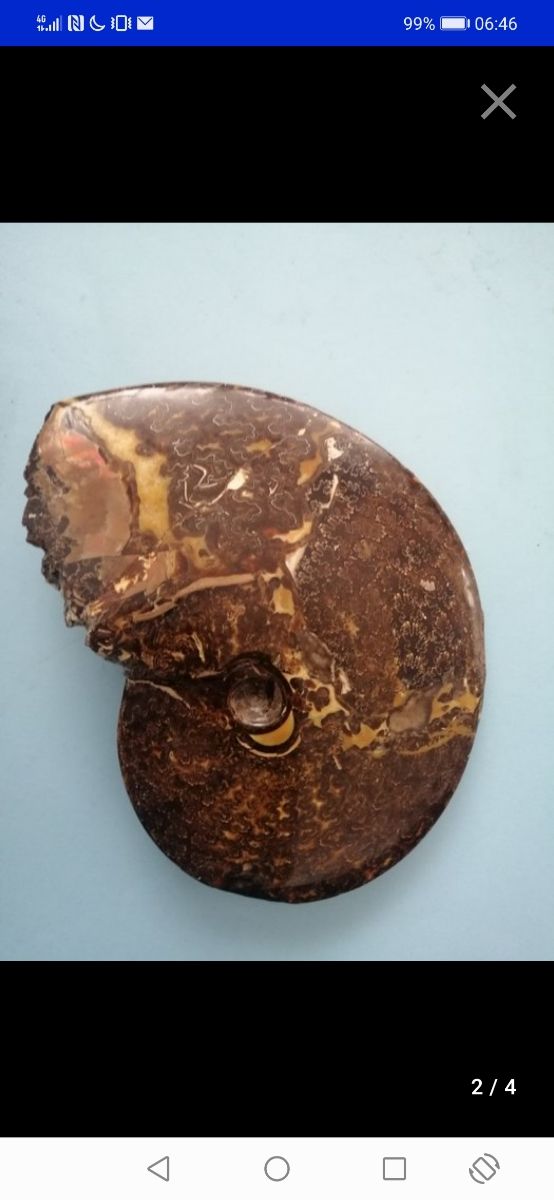 Rara Ammonite Placenticeras meeki