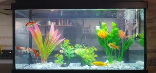 Pecera con filtro y calentador