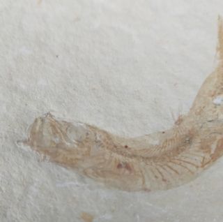 Leptolepis sprattiformis fósil