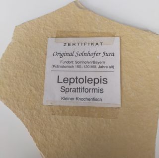 Leptolepis sprattiformis fósil