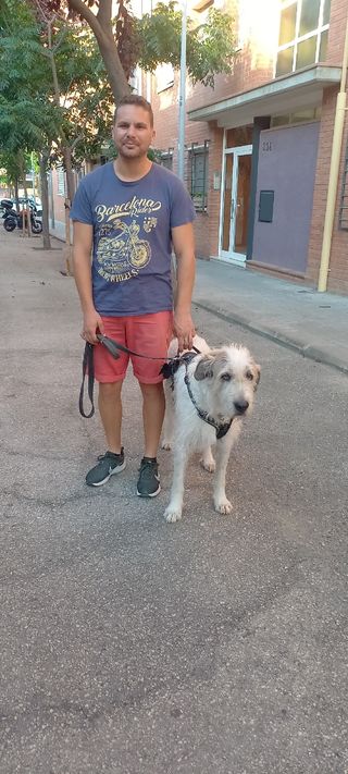 Paseador canino 