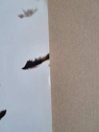 Programma giapponese Black Swan