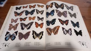 Las mariposas del mundo.  H.L.Lewis