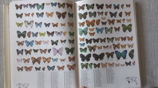 Las mariposas del mundo.  H.L.Lewis