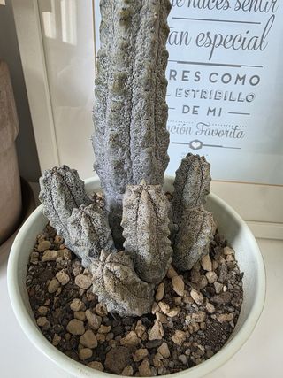 Euphorbia abdelkuri