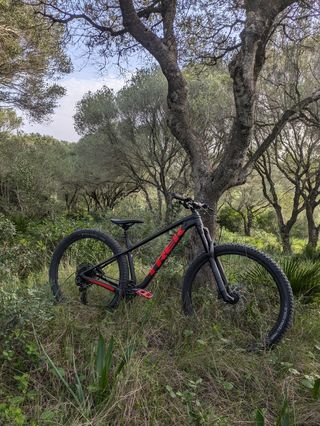 Trek Roscoe 8 2024