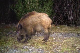 Camara caza bolyguard