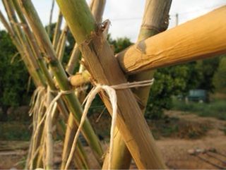 Cañas para plantaciones matanzas etc
