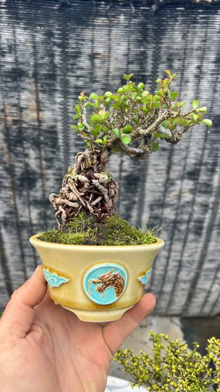 BONSAI CHOJUBAI CALIDAD EN MACETA CALIDAD