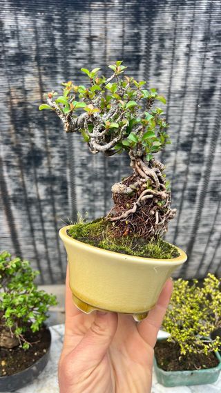 BONSAI CHOJUBAI CALIDAD EN MACETA CALIDAD