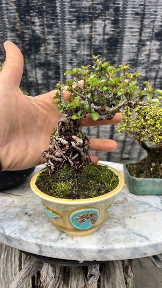 BONSAI CHOJUBAI CALIDAD EN MACETA CALIDAD