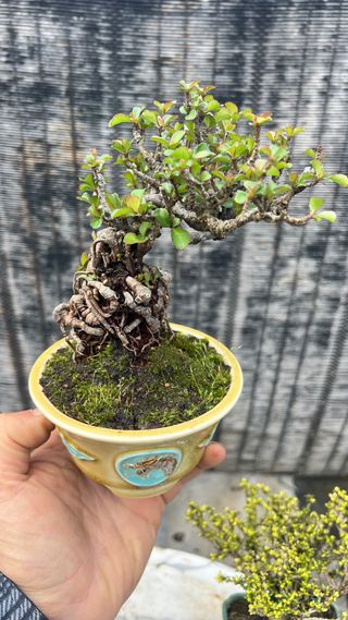 BONSAI CHOJUBAI CALIDAD EN MACETA CALIDAD