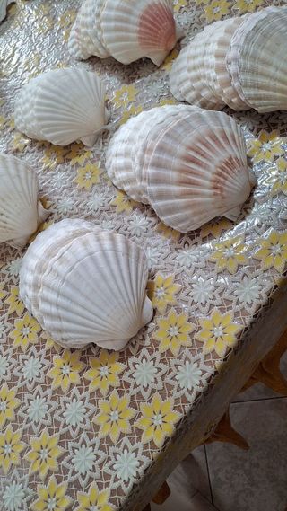 Set conchiglie da 12