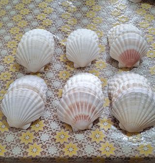 Set conchiglie da 12