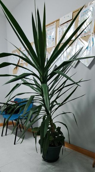 Planta Yucca grande 1.90 cm