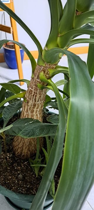 Planta Yucca grande 1.90 cm