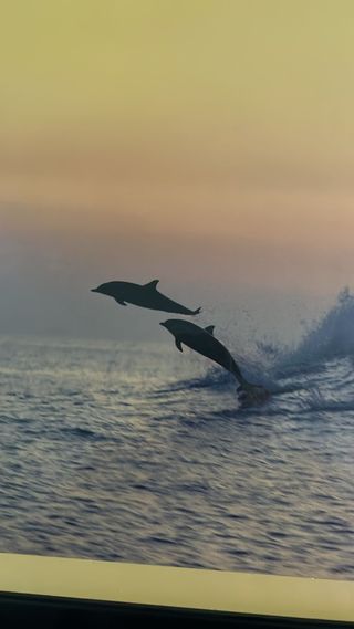 CUADRO MODERNO FOTO DELFINES