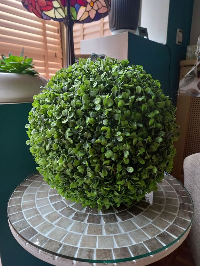 Planta decorativa boj