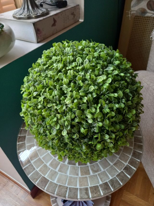 Planta decorativa boj