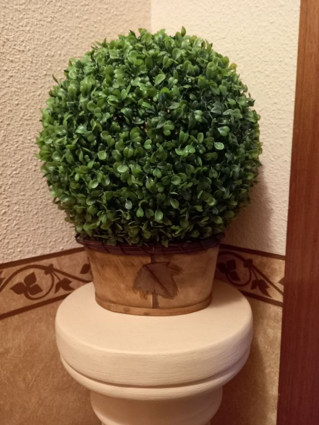Planta decorativa boj