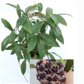 Hoya Publicalyx black dragon bellissima 