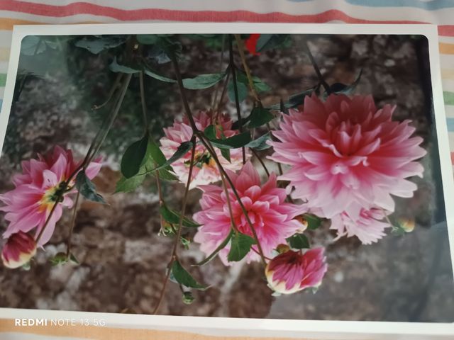 Cámara fotográfica